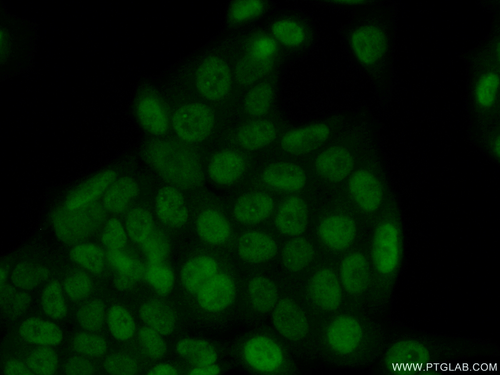 21305-1-AP;HeLa cells