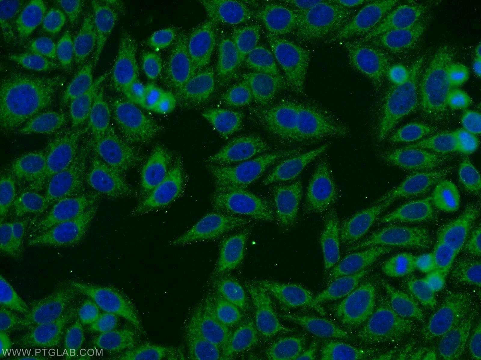 14048-1-AP;HepG2 cells