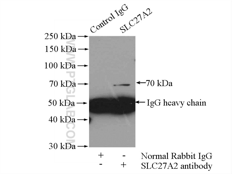 14048-1-AP;HepG2 cells