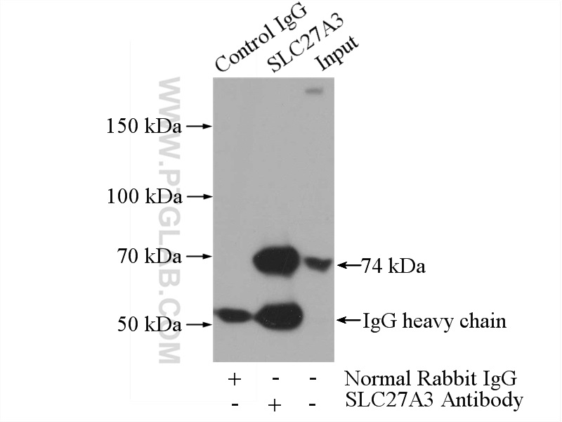 12943-1-AP;mouse testis tissue