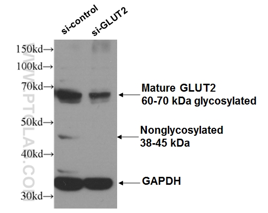 20436-1-AP;HEK 293 cells