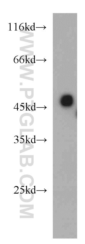 20612-1-AP;mouse kidney tissue