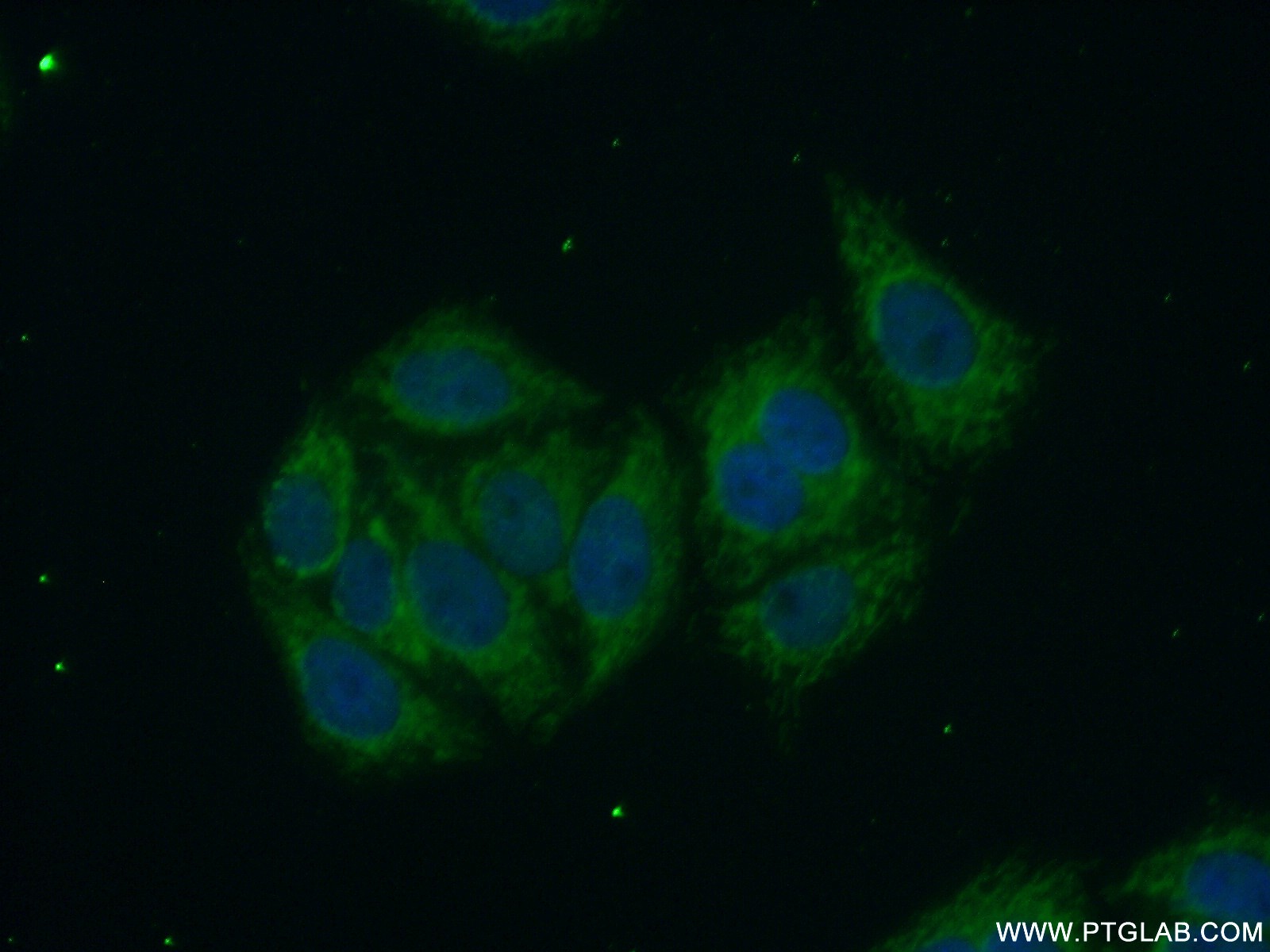 13718-1-AP;HepG2 cells