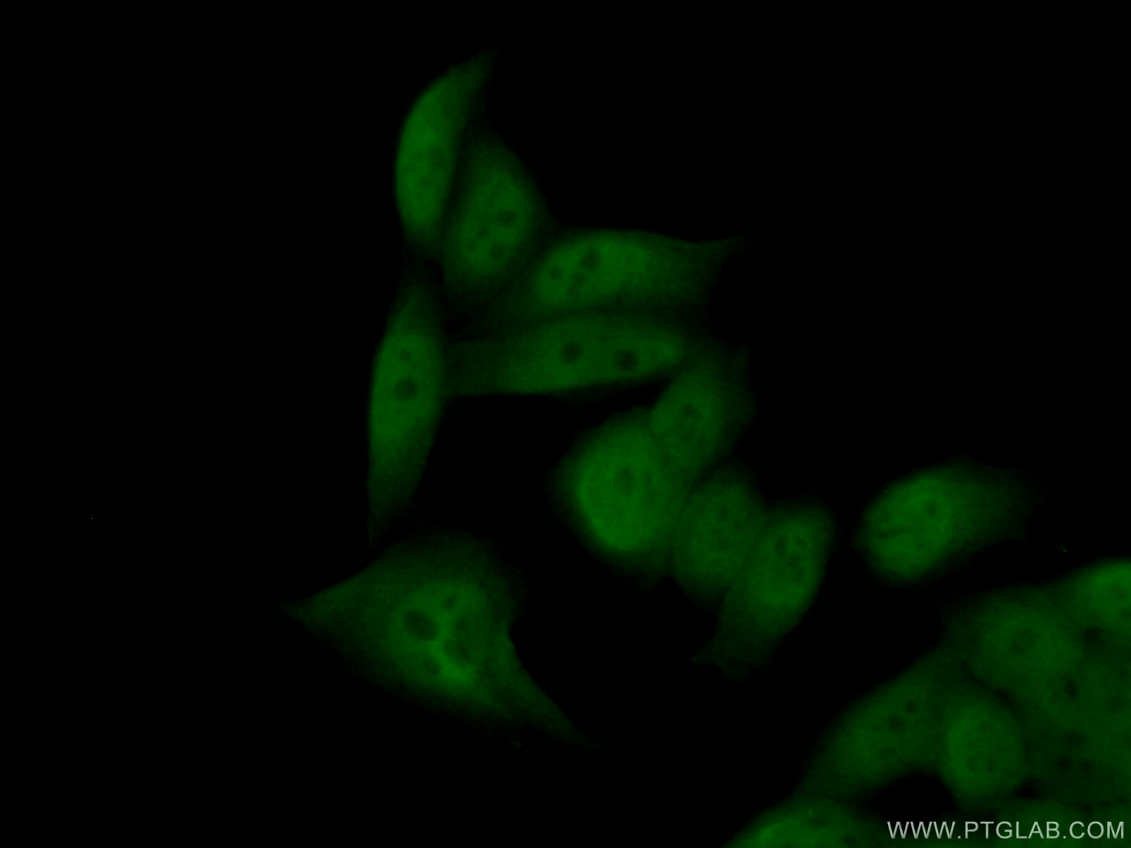 26183-1-AP;HeLa cells