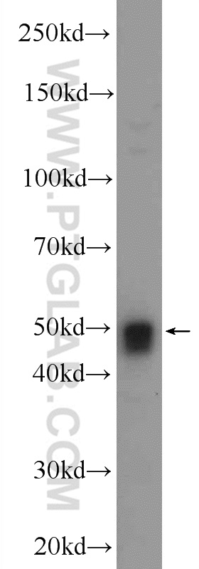 24297-1-AP;HEK-293 cells