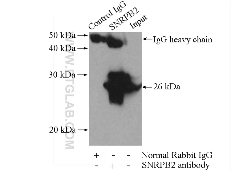 13512-1-AP;mouse liver tissue