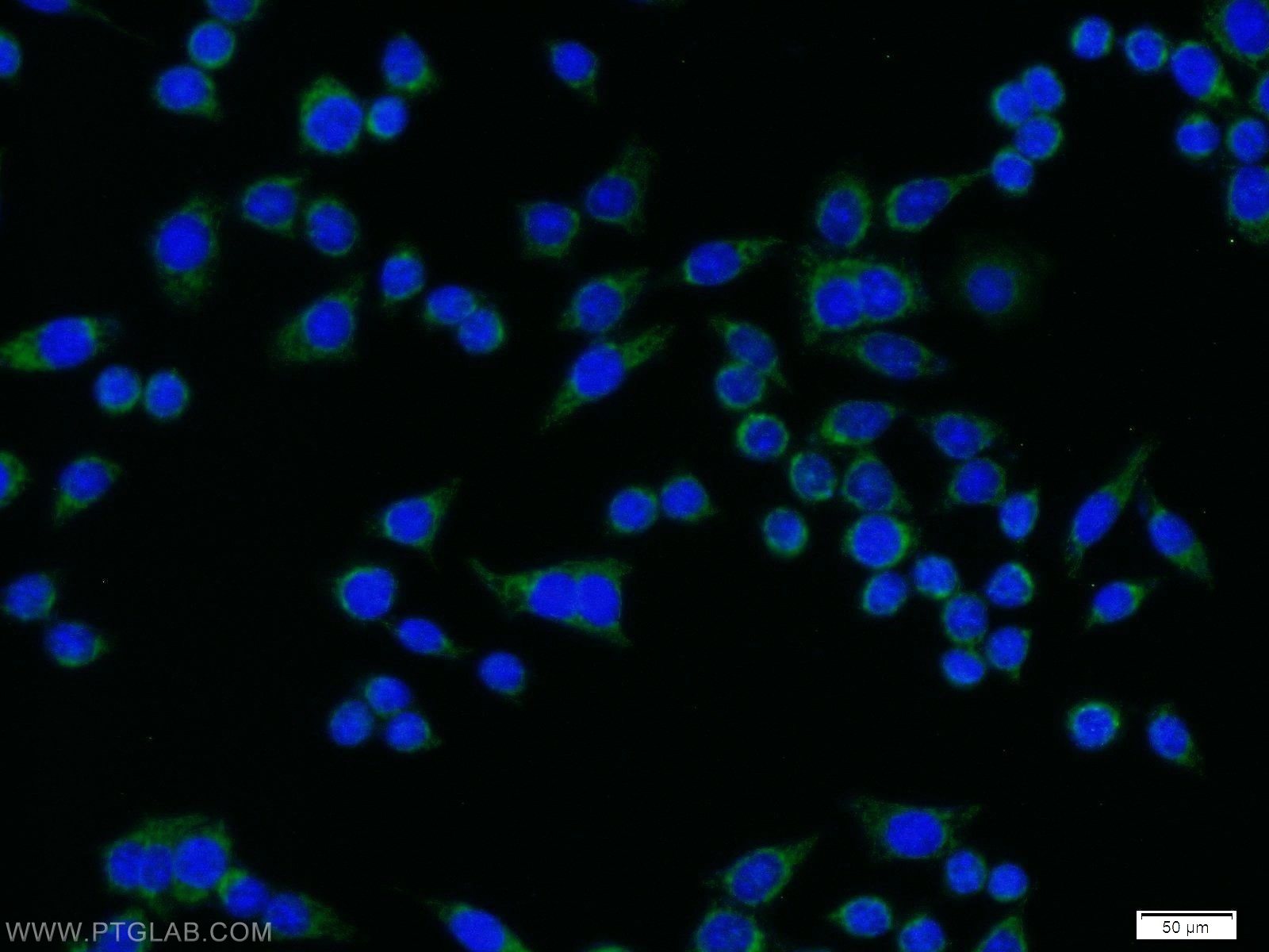 12783-1-AP;BxPC-3 cells