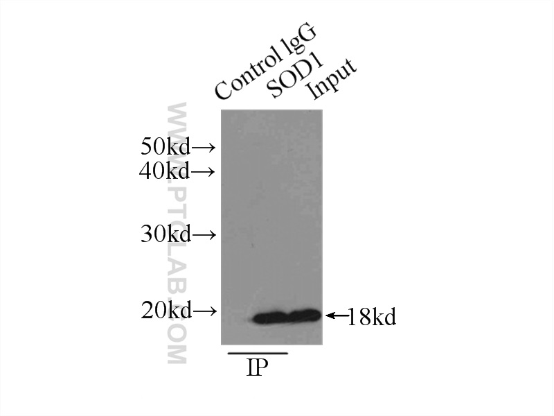 10269-1-AP;HEK-293 cells