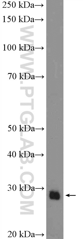 55052-1-AP;mouse embryo tissue