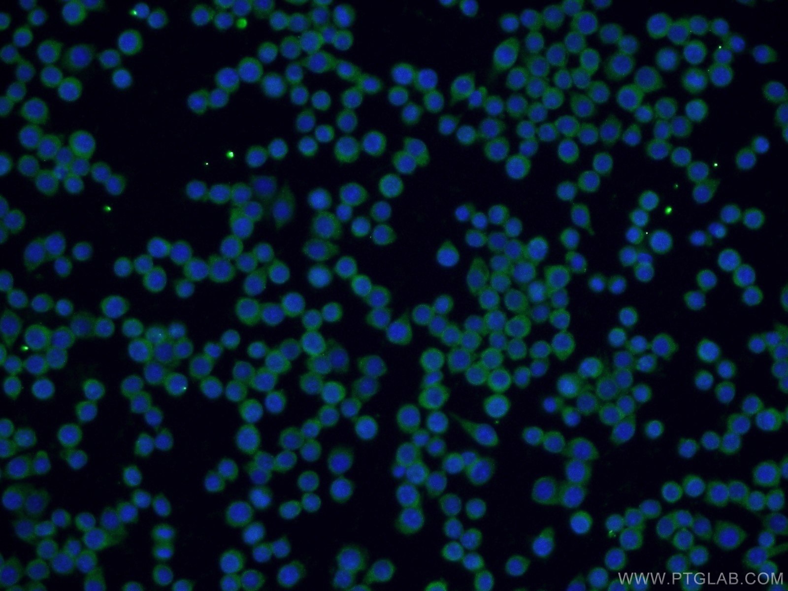 24423-1-AP;RAW 264.7 cells