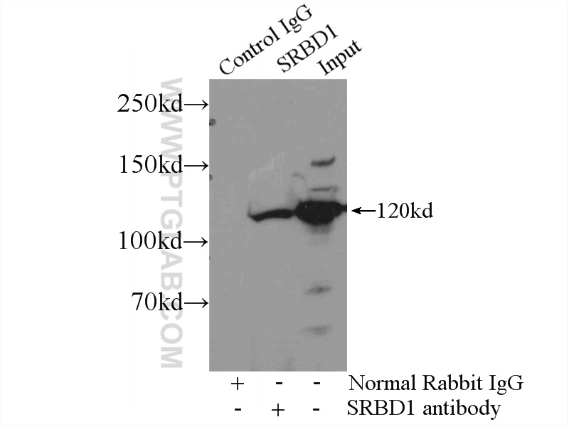 24931-1-AP;mouse brain tissue