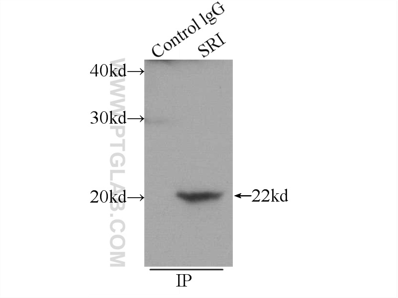 16471-1-AP;HepG2 cells