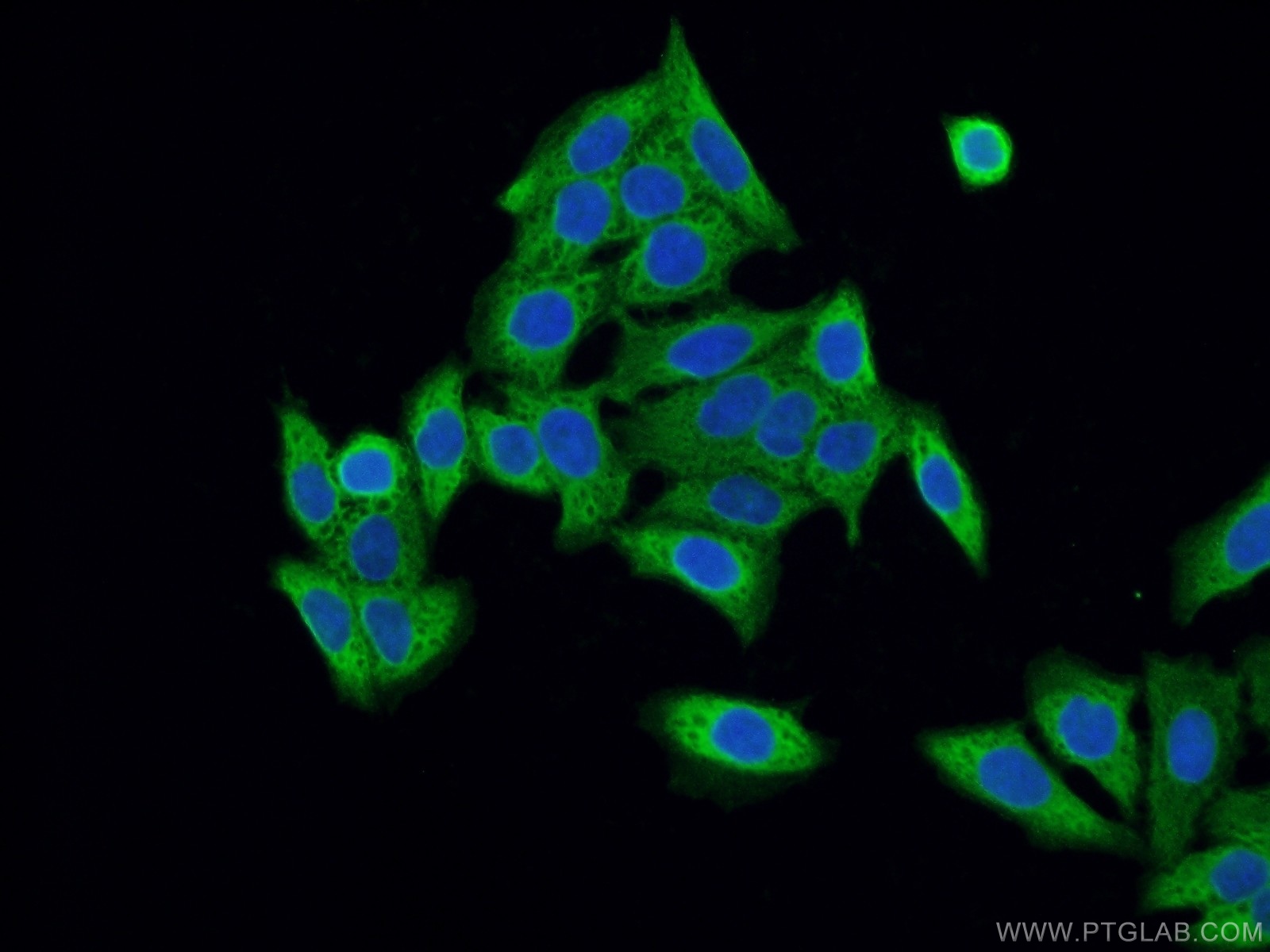 16033-1-AP;HeLa cells