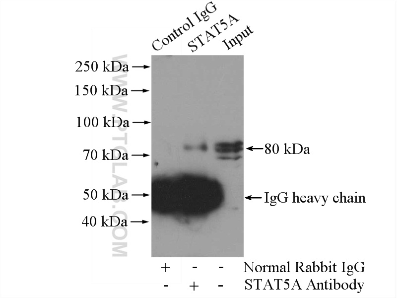 13179-1-AP;3T3-L1 cells