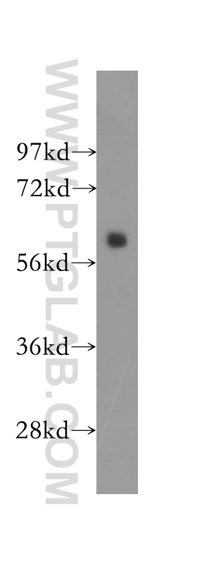 12097-1-AP;HeLa cells