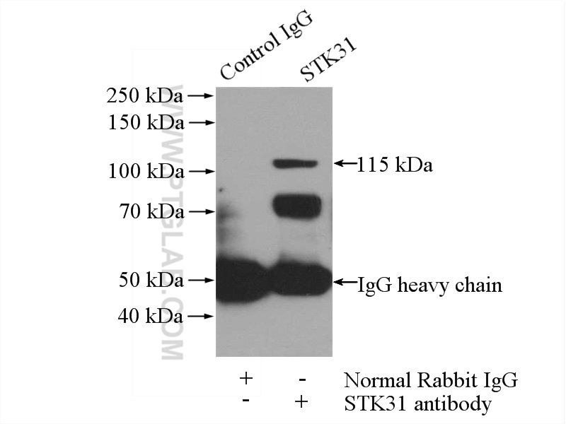 14140-1-AP;mouse testis tissue