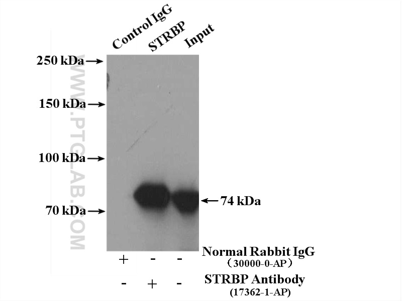 17362-1-AP;PC-3 cells