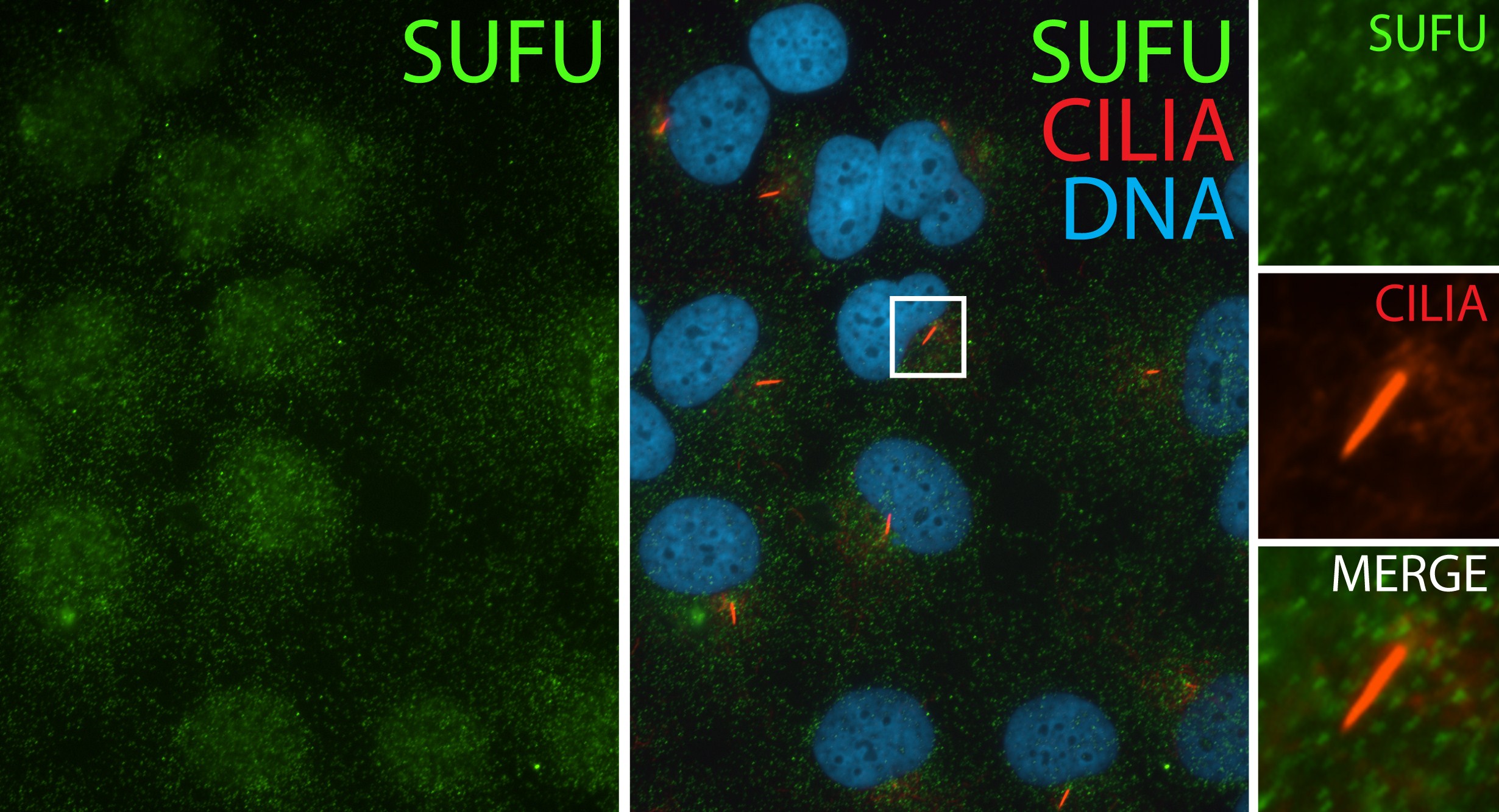 10836-1-AP;hTERT-RPE1 cells