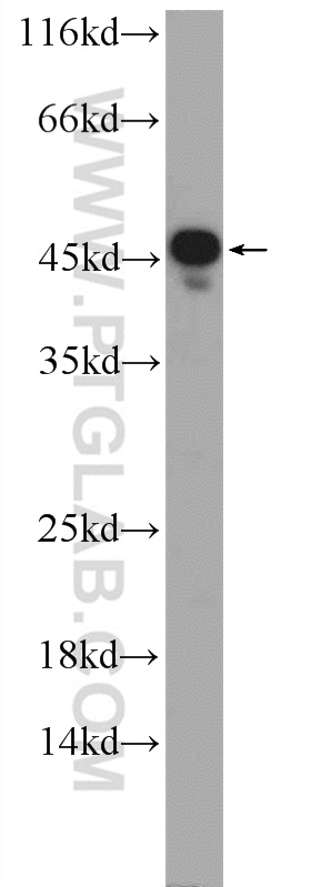 25015-1-AP;mouse liver tissue