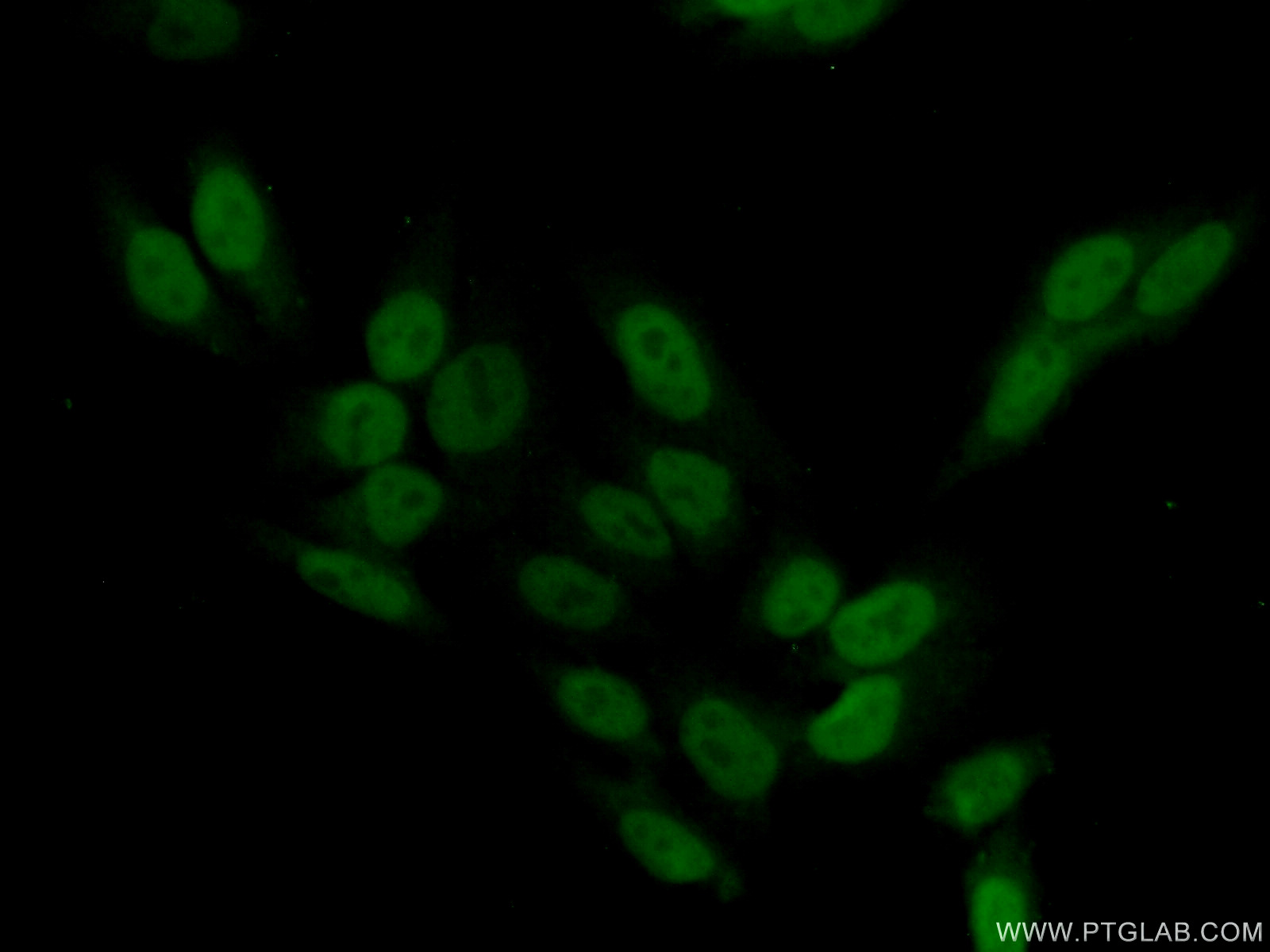 23024-1-AP;HepG2 cells