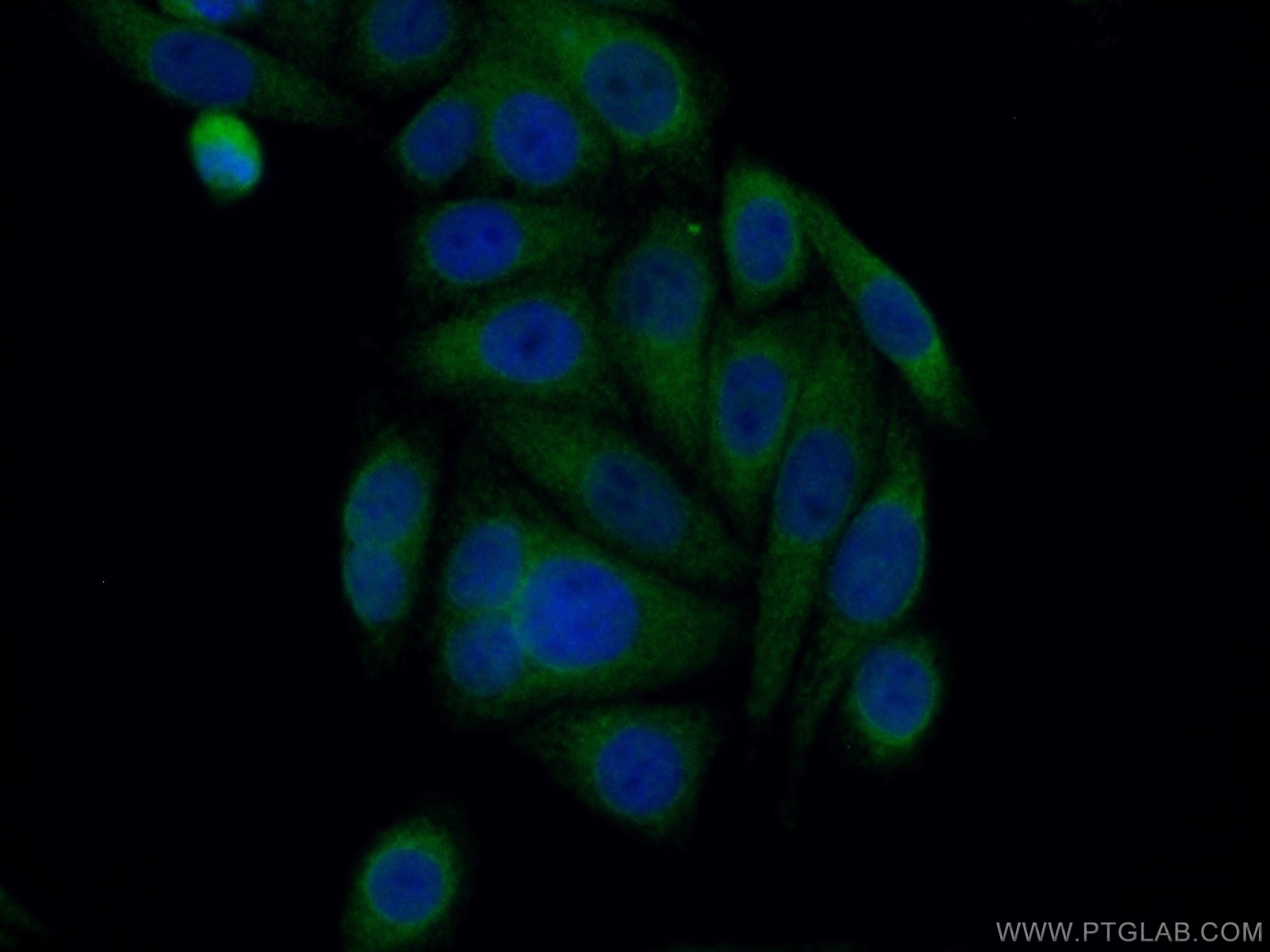 13473-1-AP;HepG2 cells