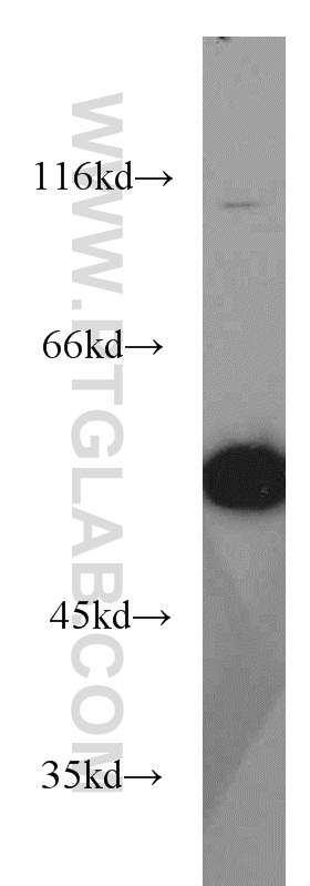 10795-1-AP;HEK-293 cell