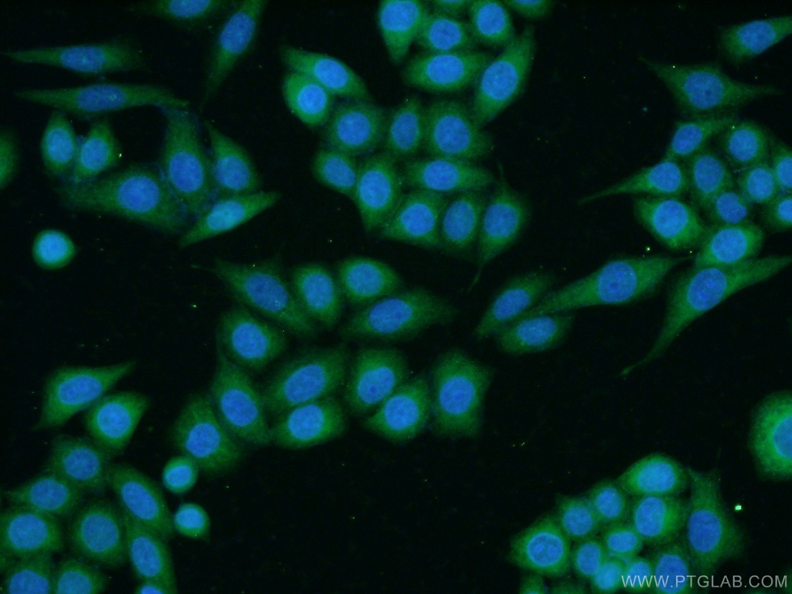 13862-1-AP;HeLa cells