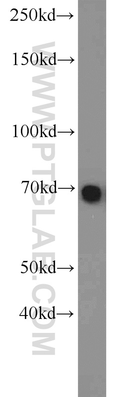 23237-1-AP;HeLa cells