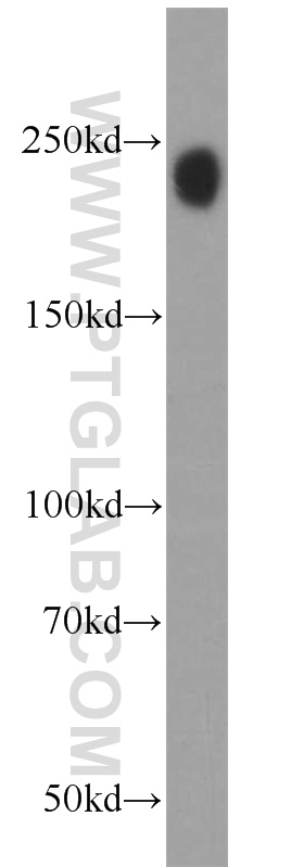 21207-1-AP;HL-60 cells