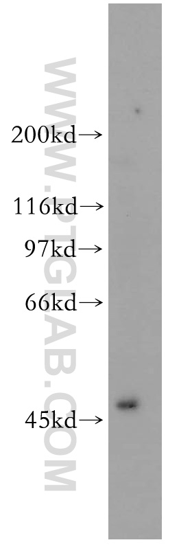 13019-3-AP;MCF7 cells