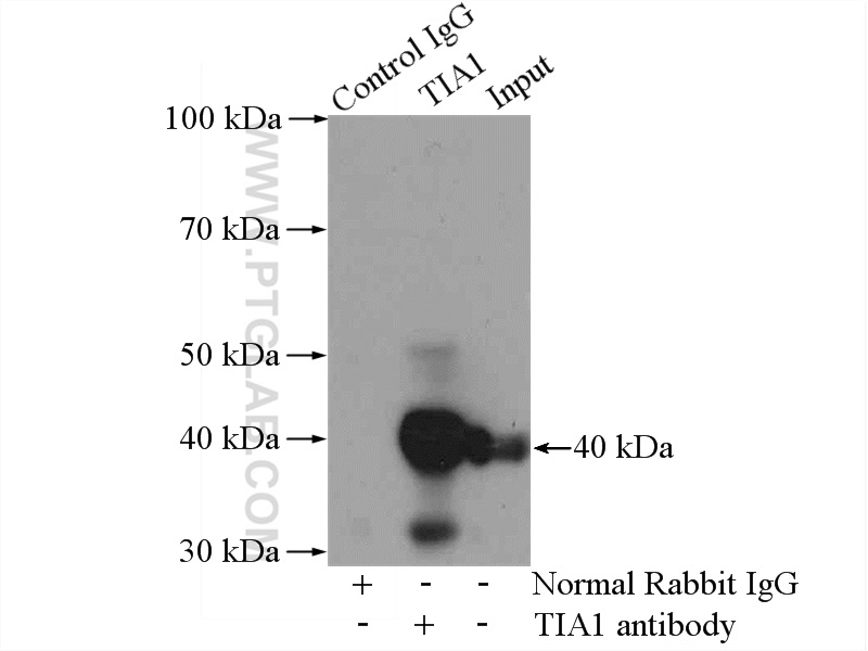 12133-2-AP;Jurkat cells