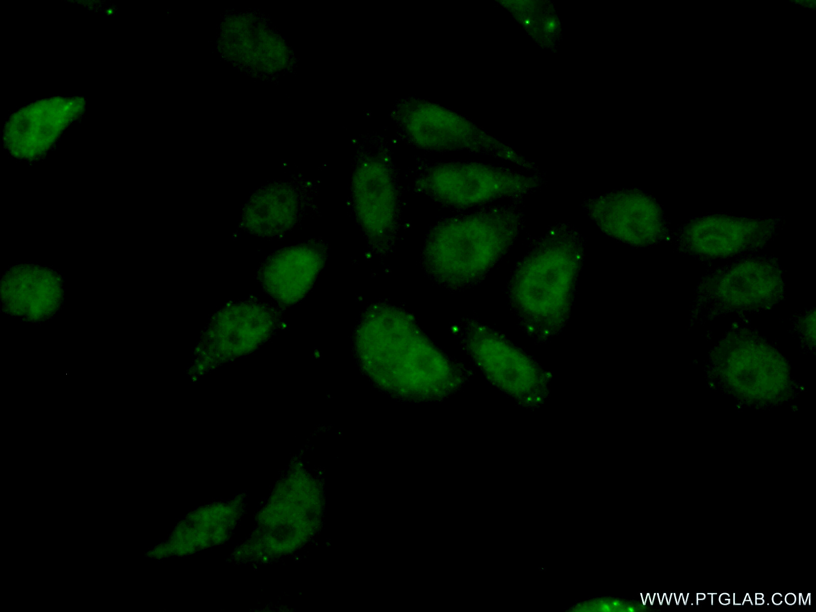 20328-1-AP;PC-3 cells