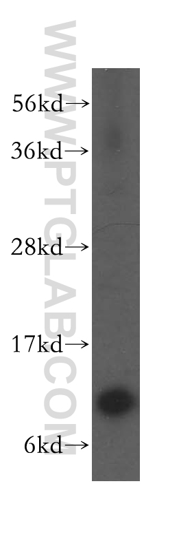 11124-2-AP;human heart tissue