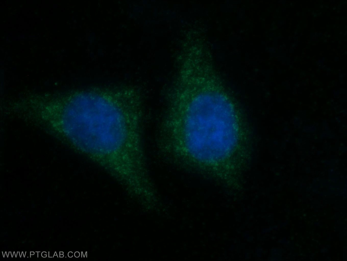 11973-1-AP;HepG2 cells