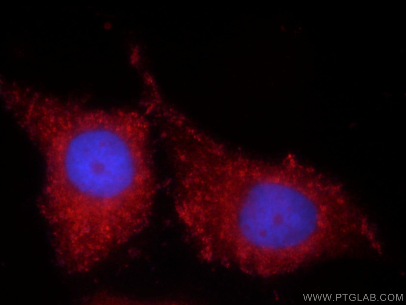 12326-1-AP;MCF-7 cells