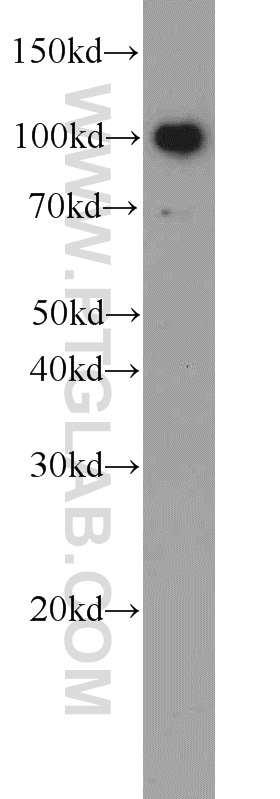 22240-1-AP;RAW 264.7 cell