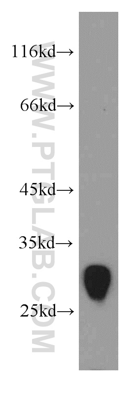 20768-1-AP;mouse small intestine tissue