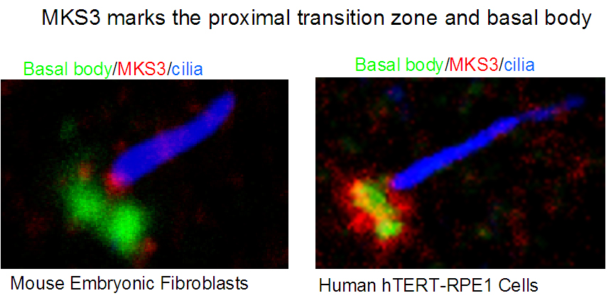 13975-1-AP;hTERT-RPE1 cells