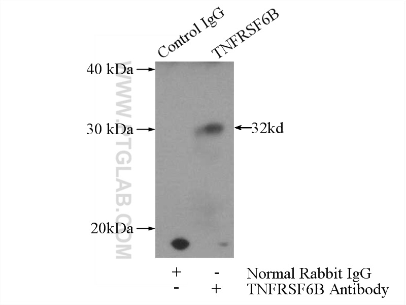 24999-1-AP;HeLa cells