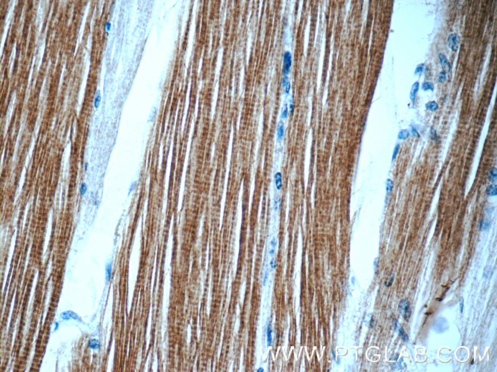 13607-1-AP;human skeletal muscle tissue