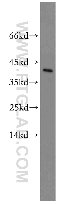 19511-1-AP;mouse brain tissue