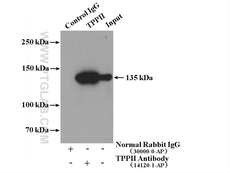 14120-1-AP;Jurkat cells