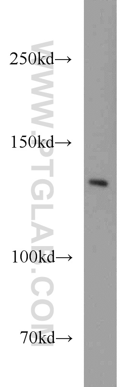 14120-1-AP;Jurkat cell