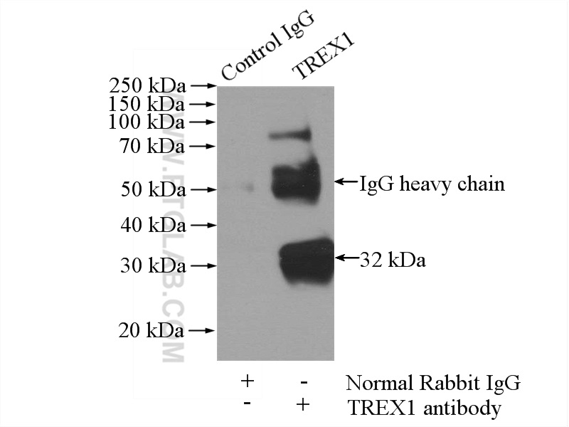 24876-1-AP;HeLa cells