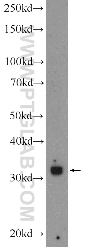 24876-1-AP;HepG2 cells