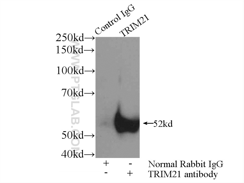 12108-1-AP;A549 cells