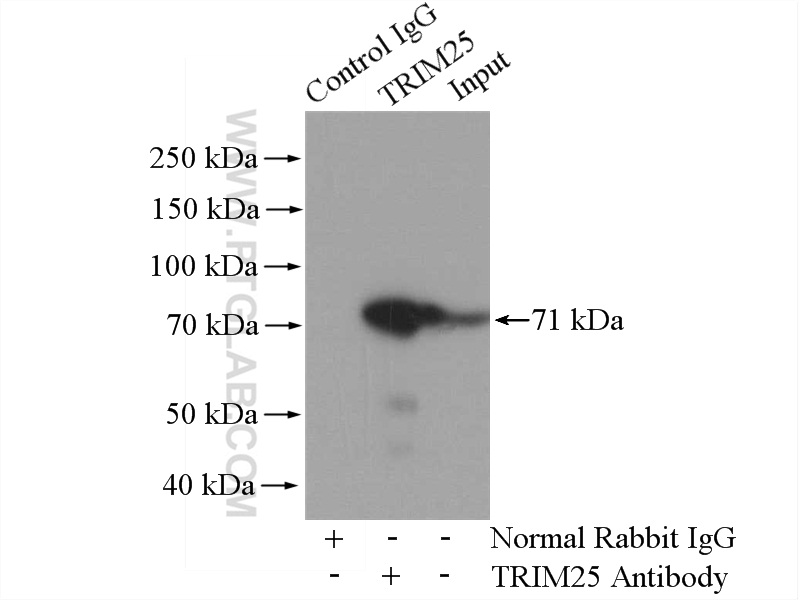 12573-1-AP;K-562 cells