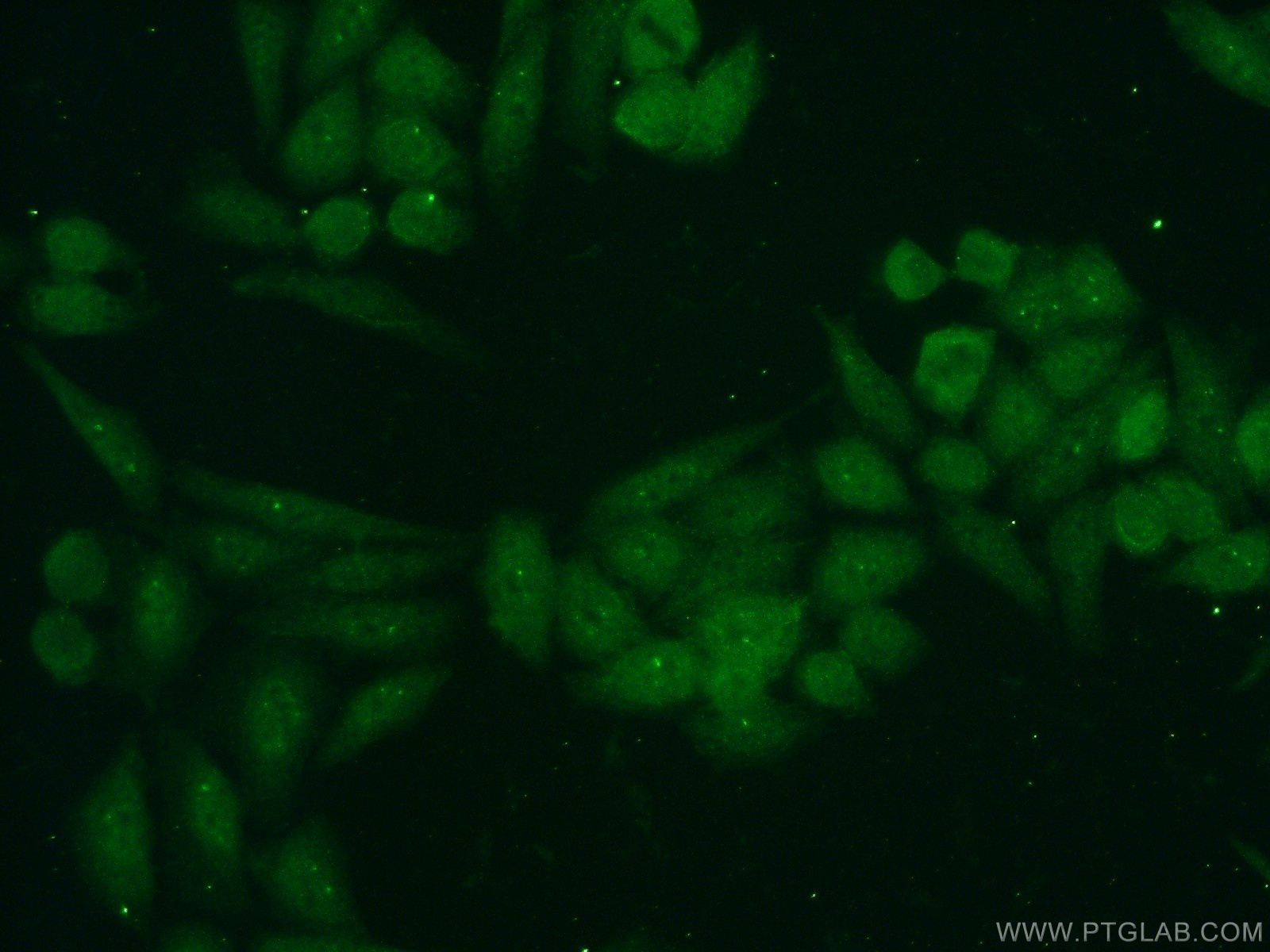 12205-1-AP;HeLa cells