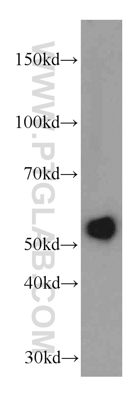 20767-1-AP;HepG2 cell