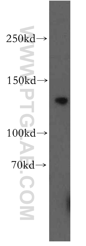 19482-1-AP;PC-3 cell